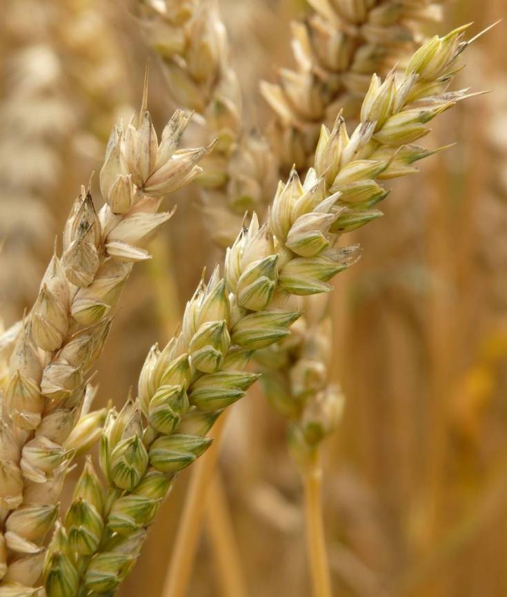 Coeliac Disease - gluten free